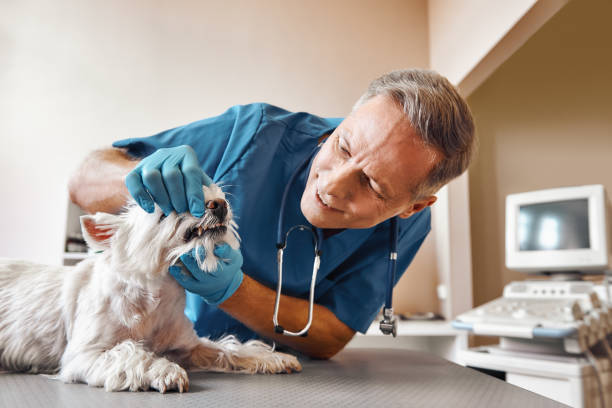 Best Emergency Care for Gum Disease in Logan, IA